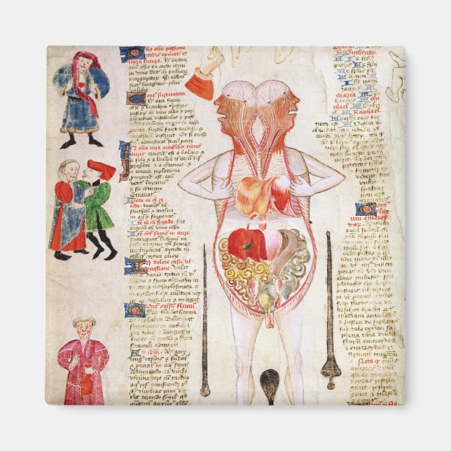 Anatomisches Diagramm Magnet (Vorne)