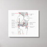 Anatomisches Diagramm Menschenrechtsprofil