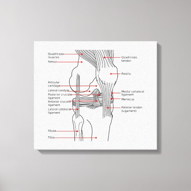 Anatomisches Diagramm Menschenrechtsprofil Leinwanddruck (Vorderseite)