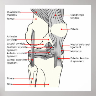 Anatomisches Diagramm Menschenrechtsprofil Poster