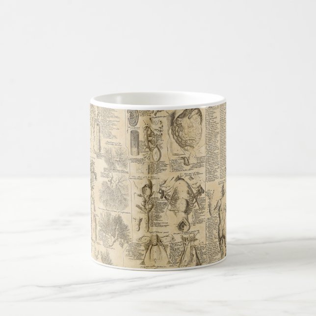 Anatomisches Diagramm von Cyclopaedia 1728 Kaffeetasse (Mittel)