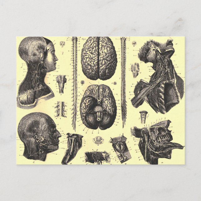 Anatomisches Gehirn und mehr Postkarte (Vorderseite)