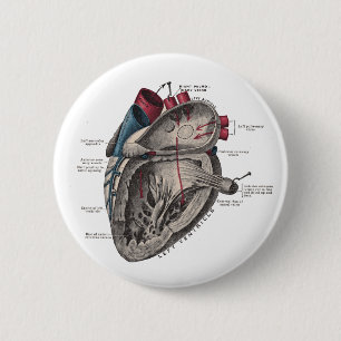 Anatomisches Herz-Diagramm Button