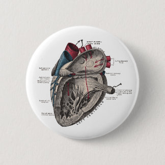 Anatomisches Herz-Diagramm Button