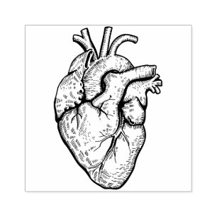 Anatomisches Herz Gummistempel