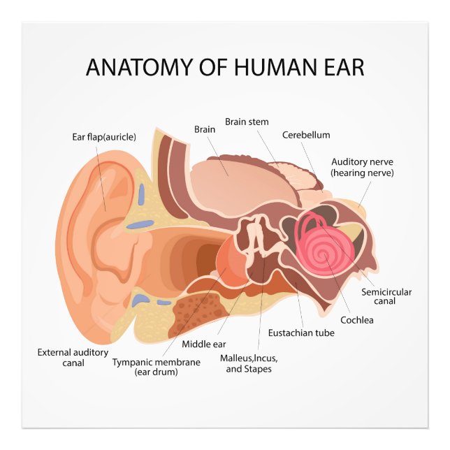Anatomisches Herzdiagramm Fotodruck (Vorne)
