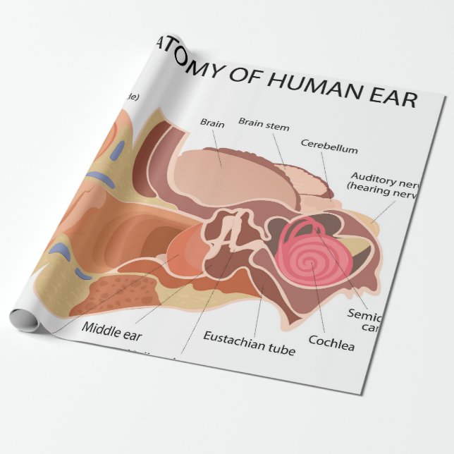 Anatomisches Herzdiagramm Geschenkpapier (Ungerollt)