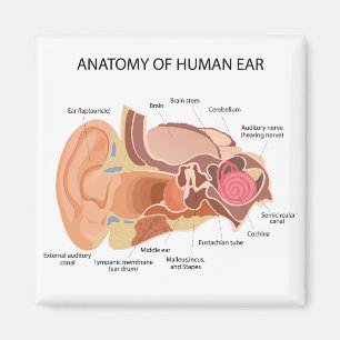 Anatomisches Herzdiagramm Magnet
