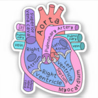 Anatomisches Herzkrankenpflegemittel