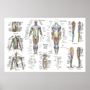 Anatomisches Poster Anterior Posterior