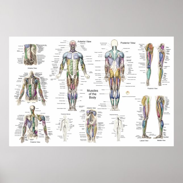 Anatomisches Poster Anterior Posterior (Vorne)