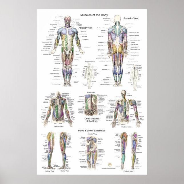 Anatomisches Poster Anterior Posterior (Vorne)