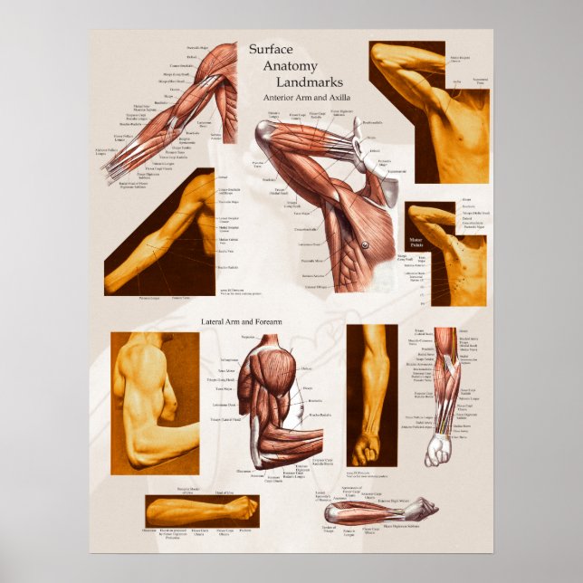 Anatomisches Poster Arm & Schulter (Vorne)