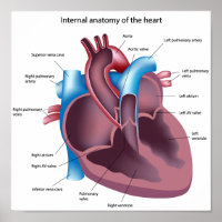 Anatomisches Poster des menschlichen Herzens