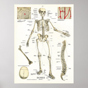 Anatomisches Poster des menschlichen Skeletts