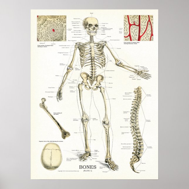 Anatomisches Poster des menschlichen Skeletts (Vorne)