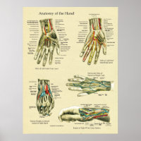 Anatomisches Poster für Handgelenke