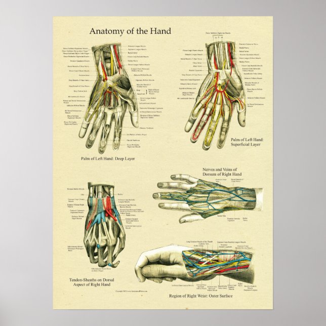 Anatomisches Poster für Handgelenke (Vorne)