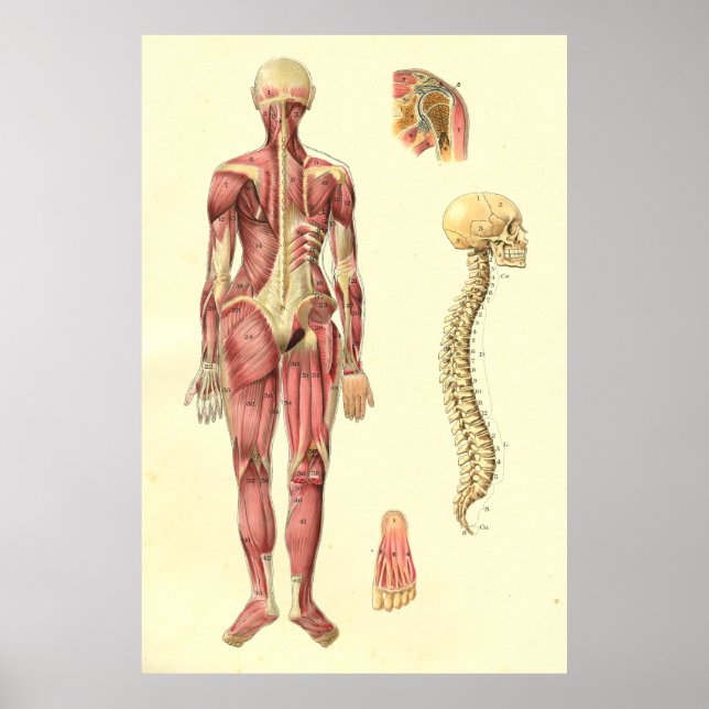 Anatomisches Poster für weibliche Muskeln und Wirb (Vorne)
