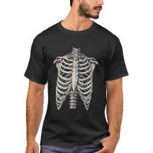 Anatomisches Ribcage Skelett