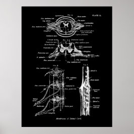 Anatomisches Spinalposter Poster