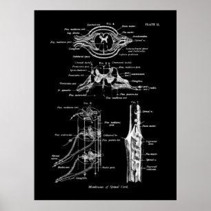 Anatomisches Spinalposter Poster