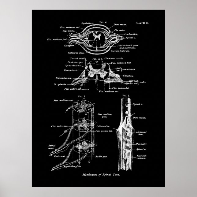 Anatomisches Spinalposter Poster (Vorne)