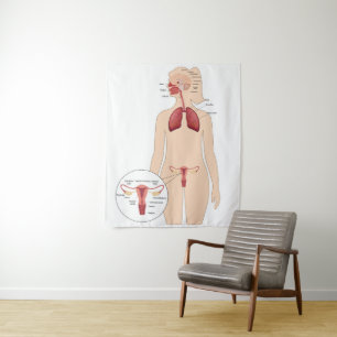 Anatomisches weibliches Fortpflanzungssystem und L Wandteppich