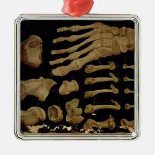 Anatomisches zeichn der Fußknochen Silbernes Ornament