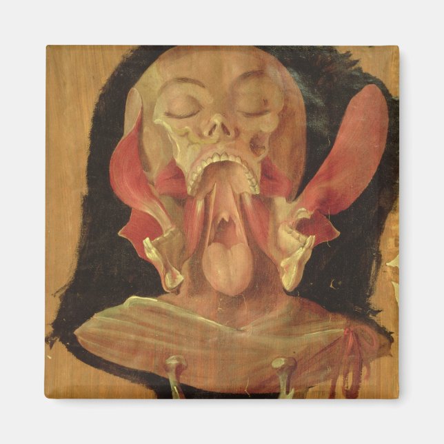 Anatomisches zeichn des Kopfes Magnet (Vorne)