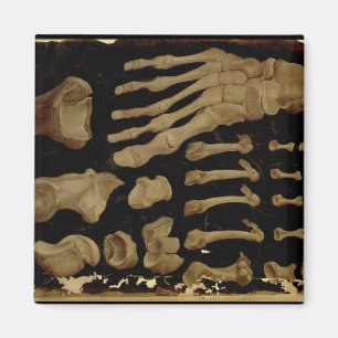 Anatomisches Zeichnen der Knochen des Fußes Magnet