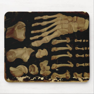 Anatomisches Zeichnen der Knochen des Fußes Mousepad