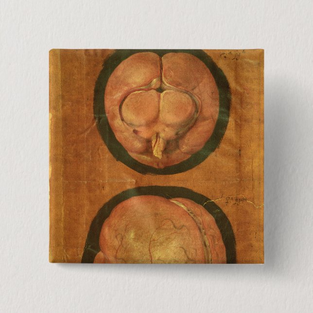 Anatomisches Zeichnen des menschlichen Gehirns Button (Vorderseite)