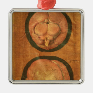 Anatomisches Zeichnen des menschlichen Gehirns Silbernes Ornament