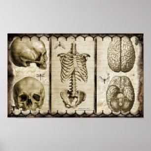 anatomisieren poster