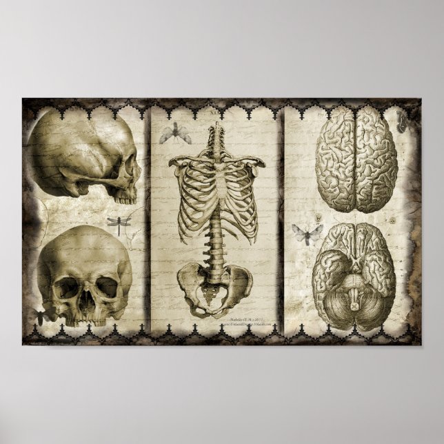 anatomisieren poster (Vorne)