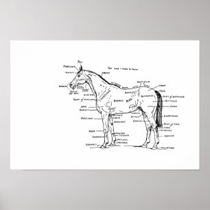ANATOMY 19 x 13 Print Poster
