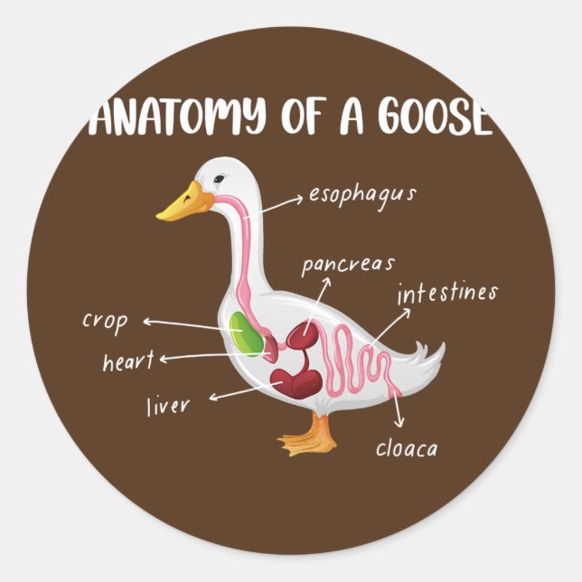 Anatomy Of A Goose Anatomical Doctor Veterinarian Runder Aufkleber (Vorderseite)