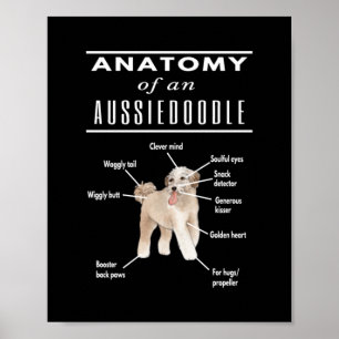 Anatomy of An Aussiedoodle Dog Poster