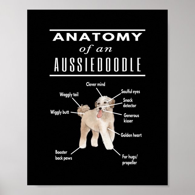 Anatomy of An Aussiedoodle Dog Poster (Vorne)
