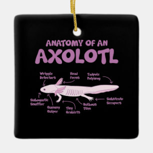 anatomy of an axolotl  axolotls biology science  . keramikornament
