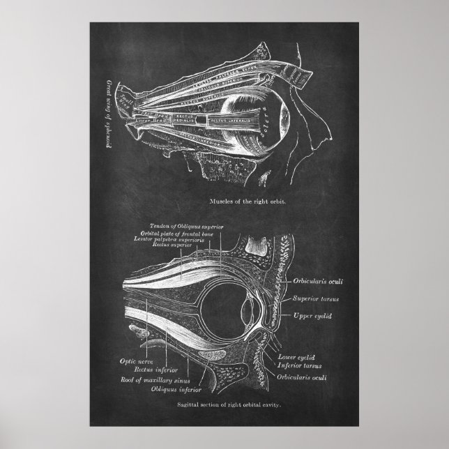 Anatomy of Human Eye Muscles of Right Orbit Poster (Vorne)