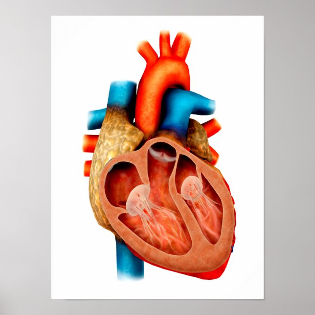 Anatomy Of Human Heart, Cross Section Poster (Vorne)
