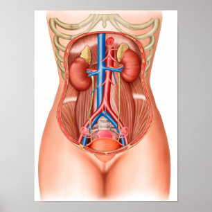 Anatomy Of Human Organs Poster