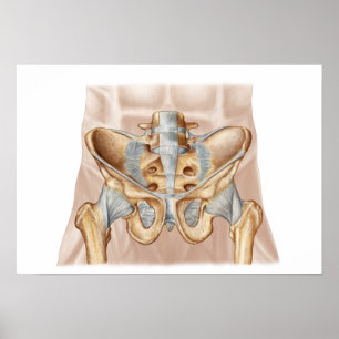 Anatomy Of Human Pelvic Bone And Ligaments Poster