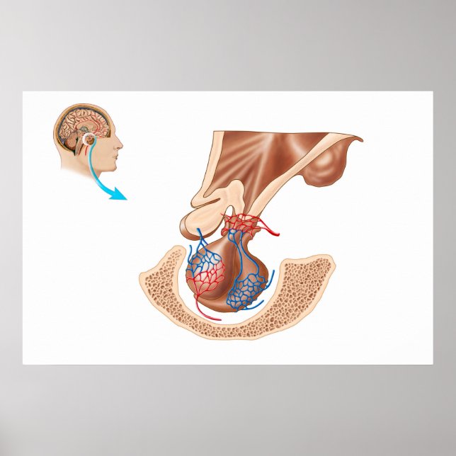Anatomy Of Pituitary Gland Poster (Vorne)