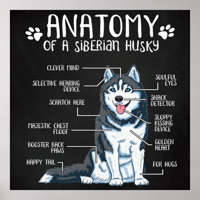 Anatomy Siberian Husky Poster (Vorne)