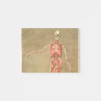 ANATOMY SKELETON BONES SKELETON MUSCLE HUMAN ANATO