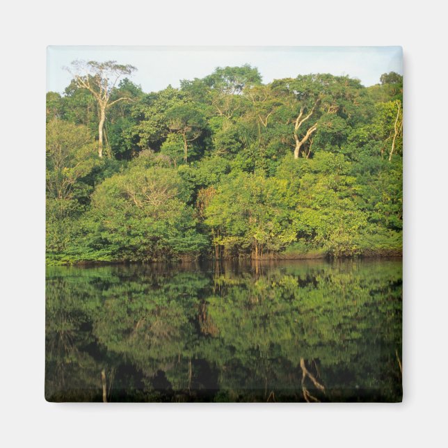 Anavilhanas, Amazonas, Brasilien. Rainforest River Magnet (Vorne)
