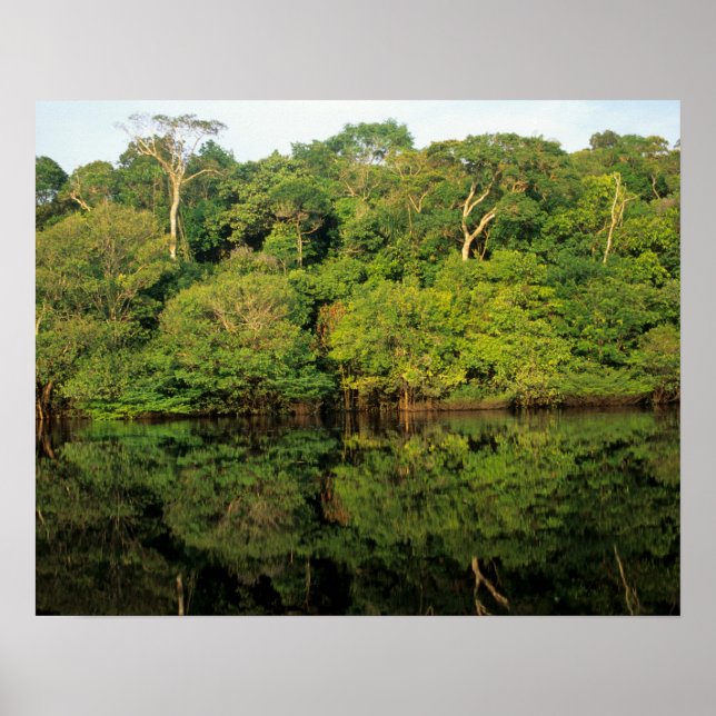 Anavilhanas, Amazonas, Brasilien. Rainforest River Poster (Vorne)